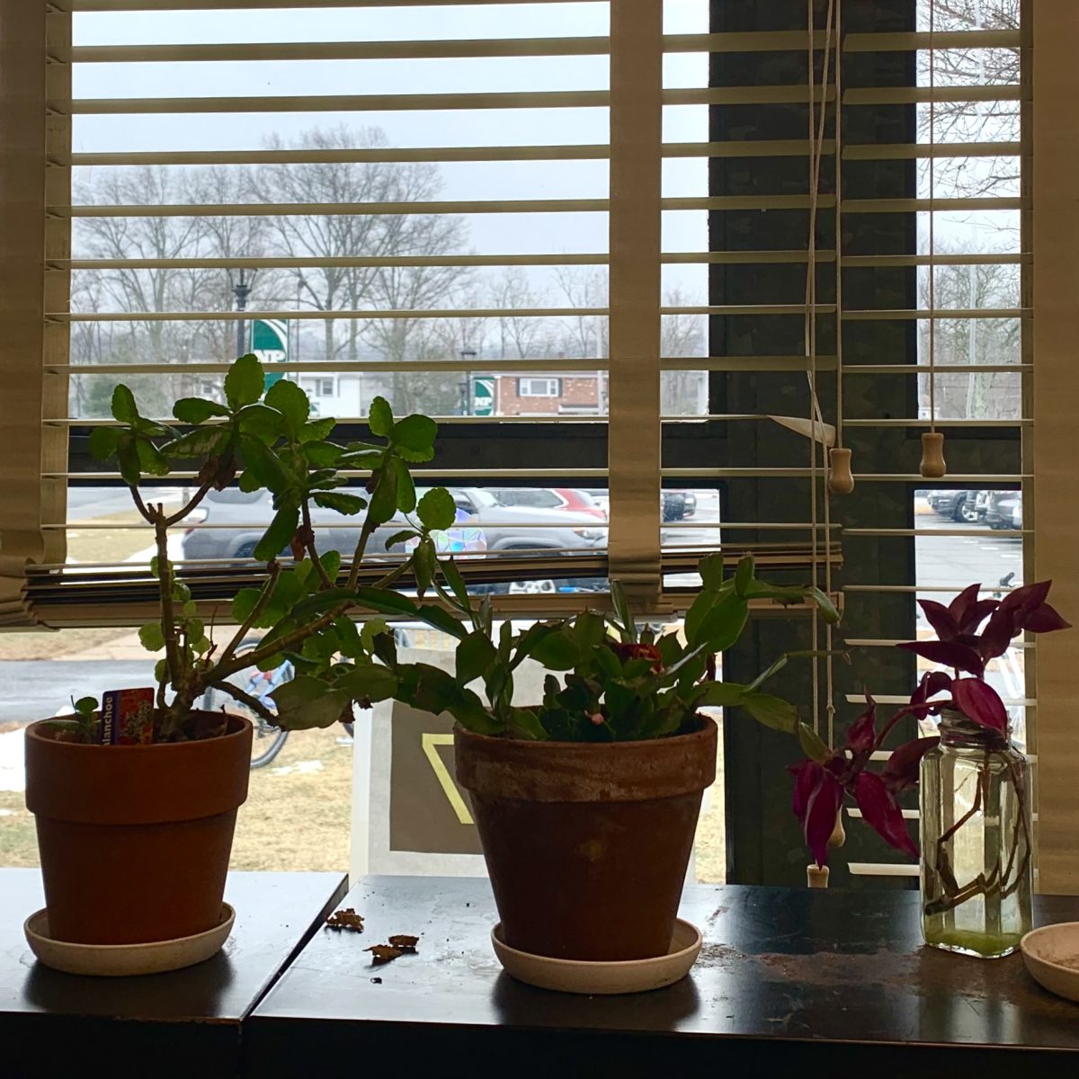 A trio of plants in Mrs. Fintz’s room.