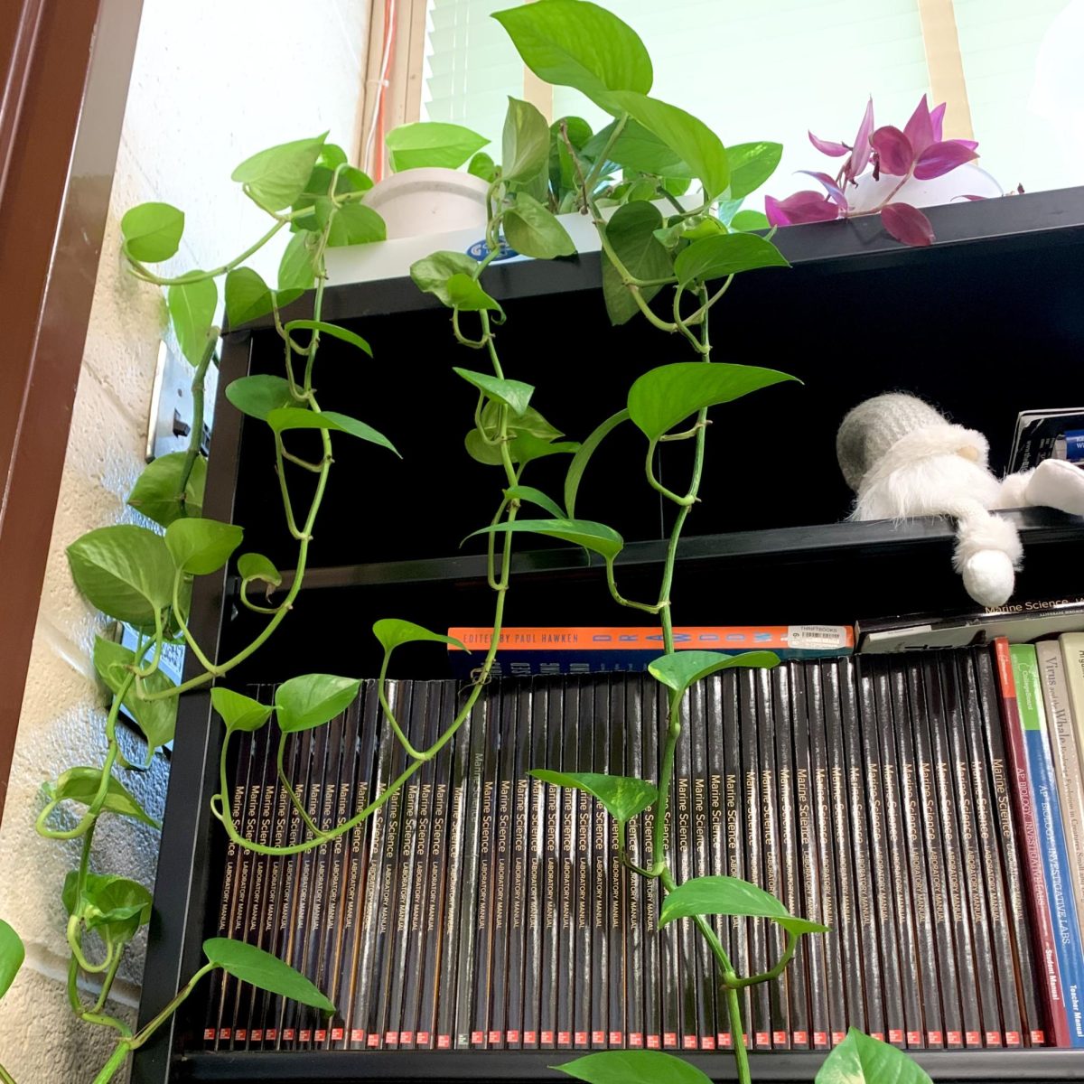 Vines drooping over a bookcase in a classroom.