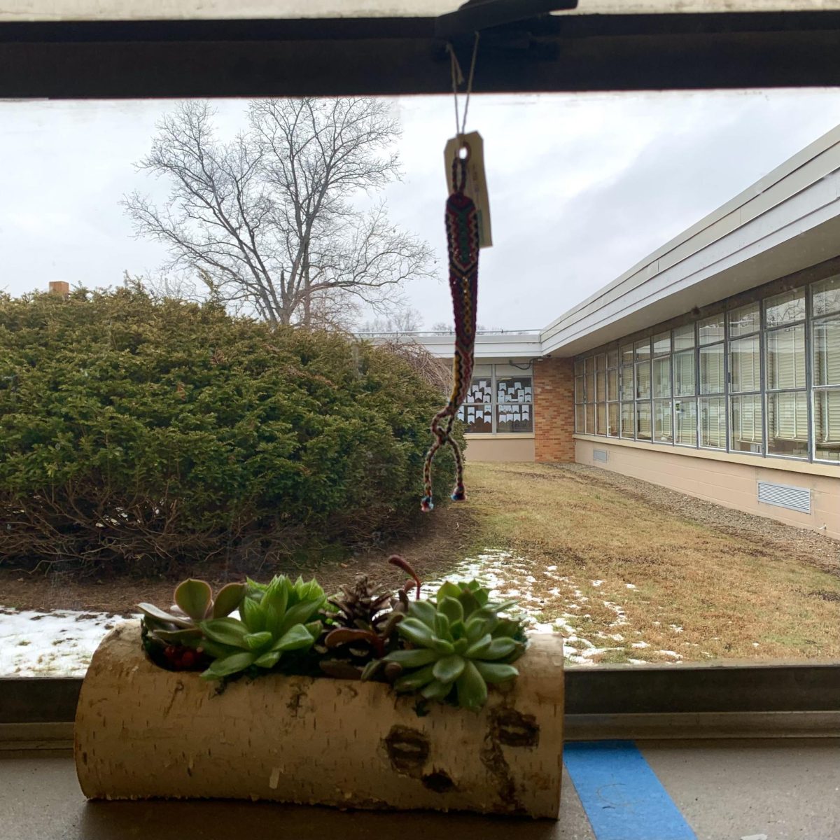 Succulents looking outside the window in Dr. Hasson’s room